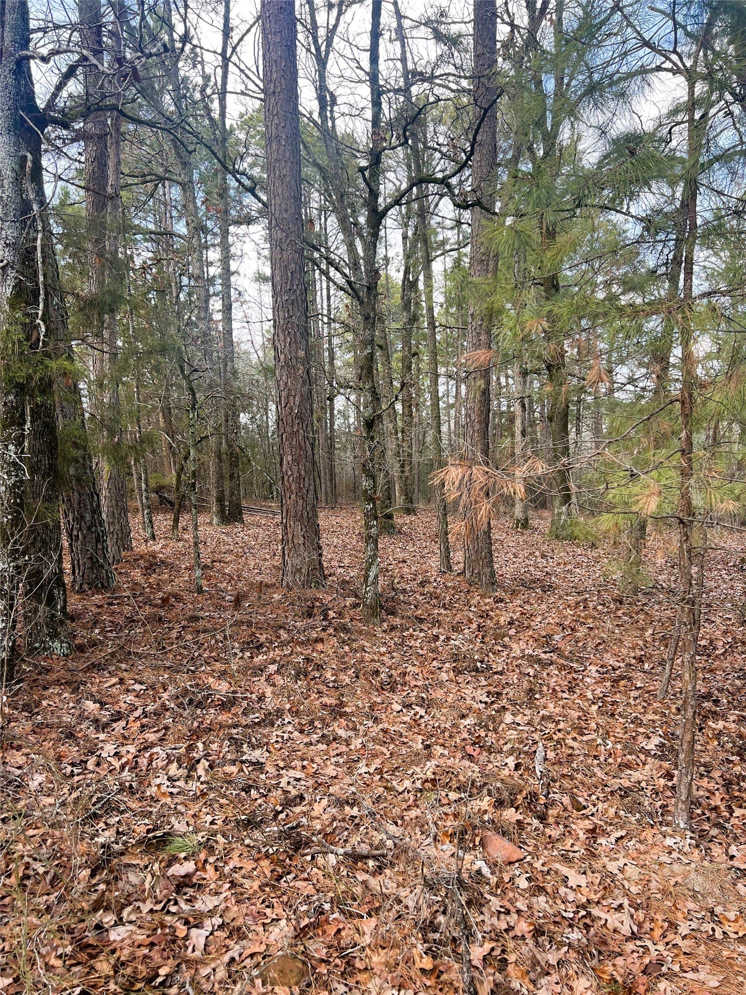 21.5 acres in Wood County - photo 4
