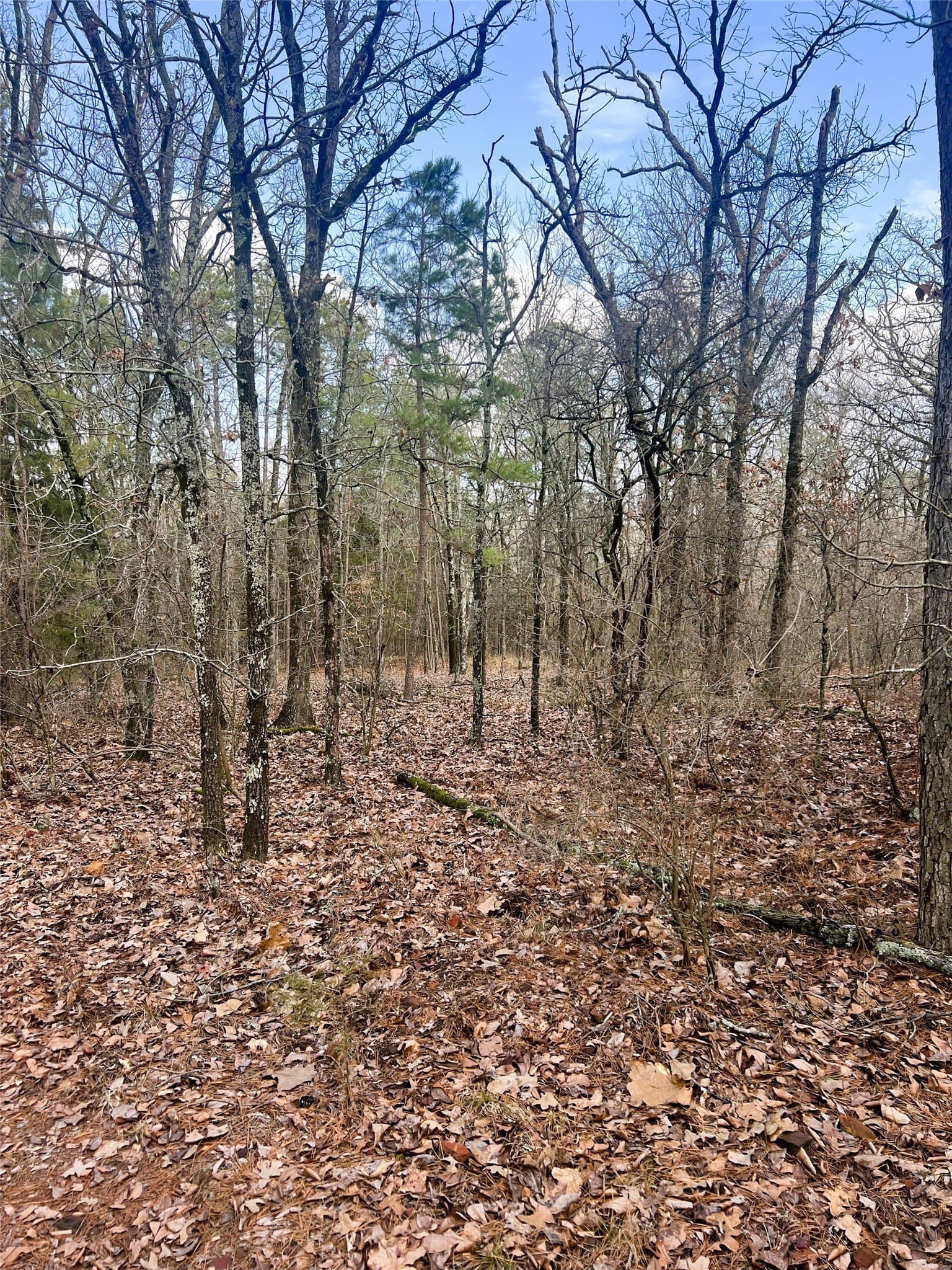21.5 acres in Wood County - photo 3