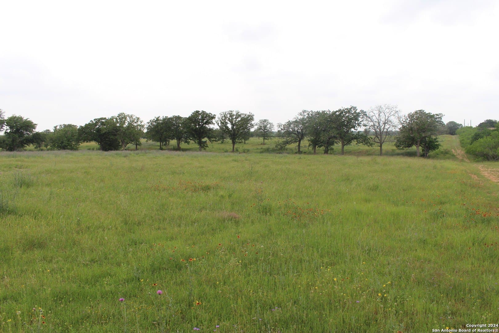 35.77 acres in Guadalupe County gallery image 3