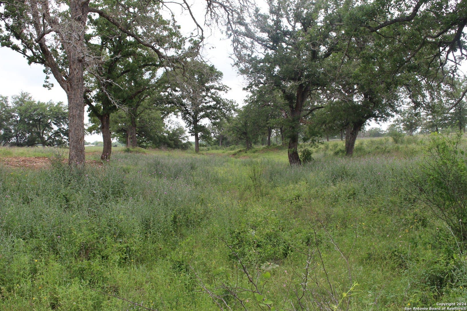 35.77 acres in Guadalupe County gallery image 4