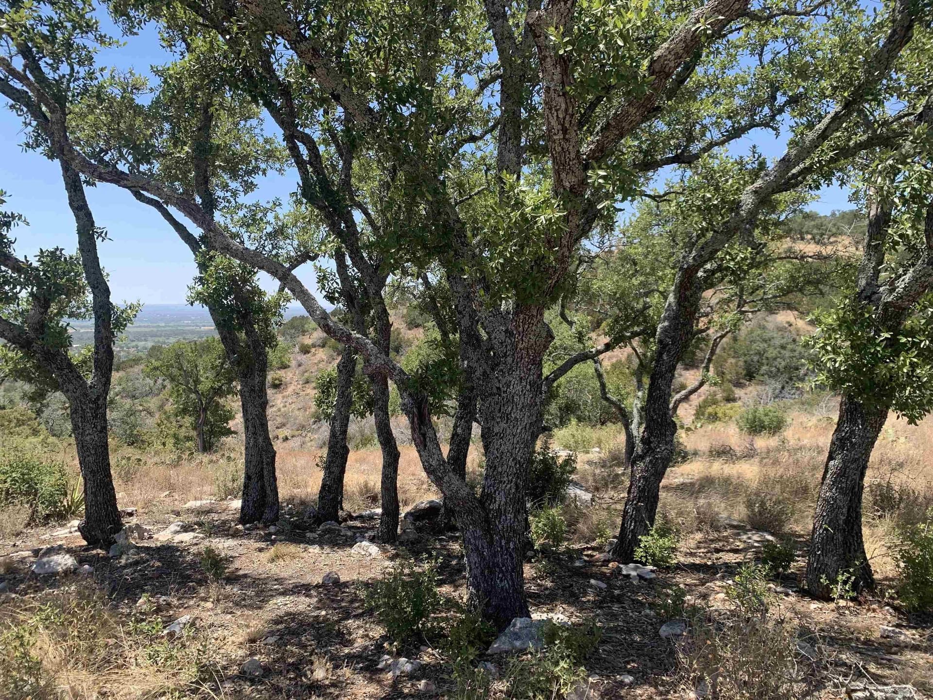 1.99 acres in Burnet County gallery image 3