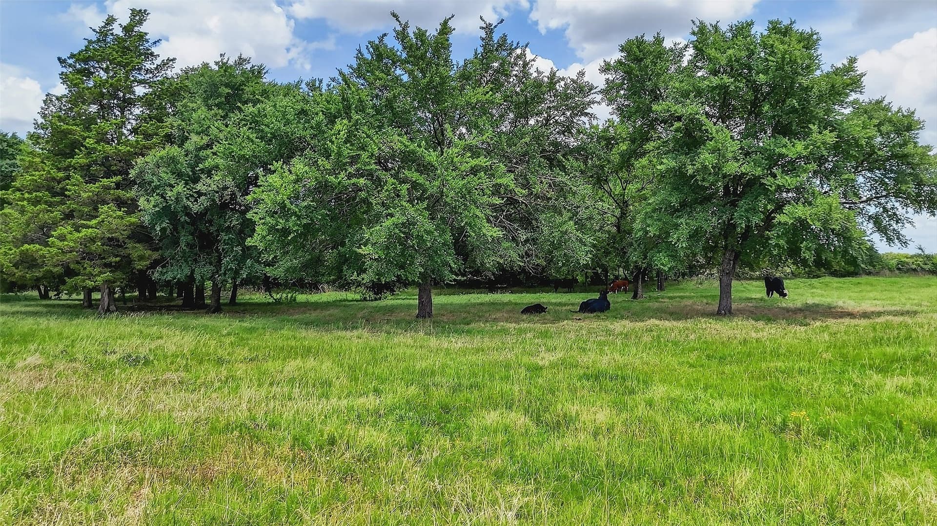 10.25 acres in Grayson County - photo 10