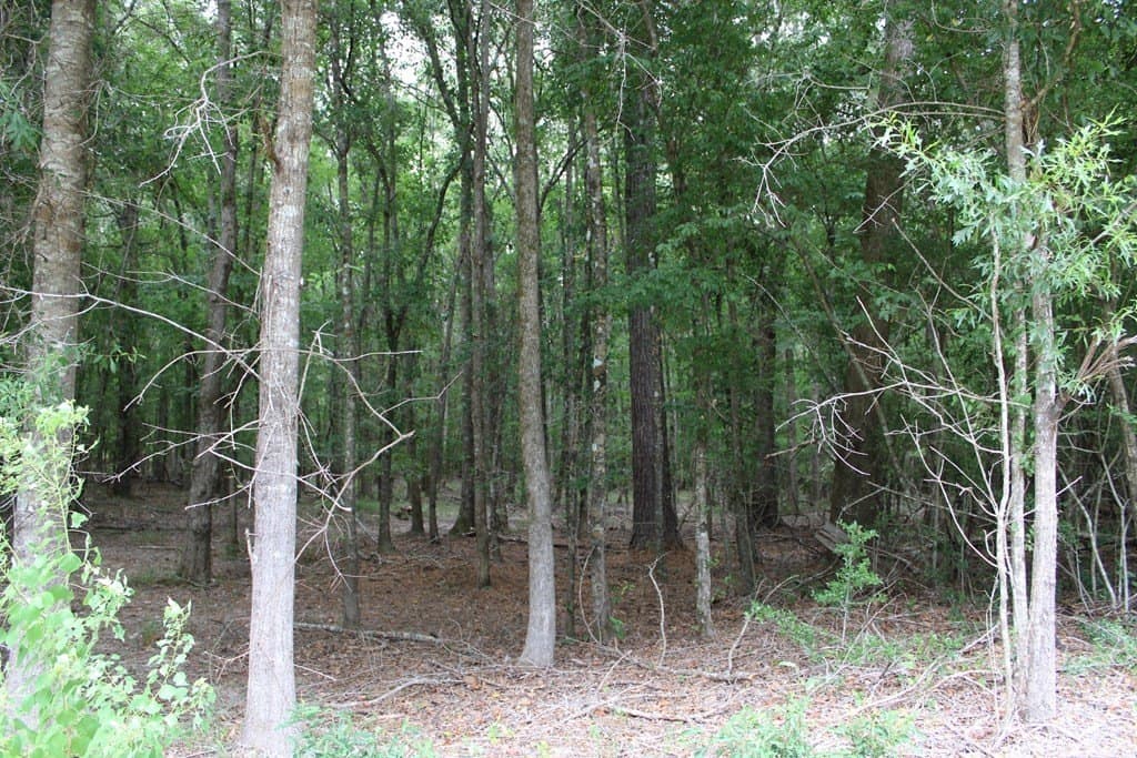 124 acres in Texas County gallery image 4