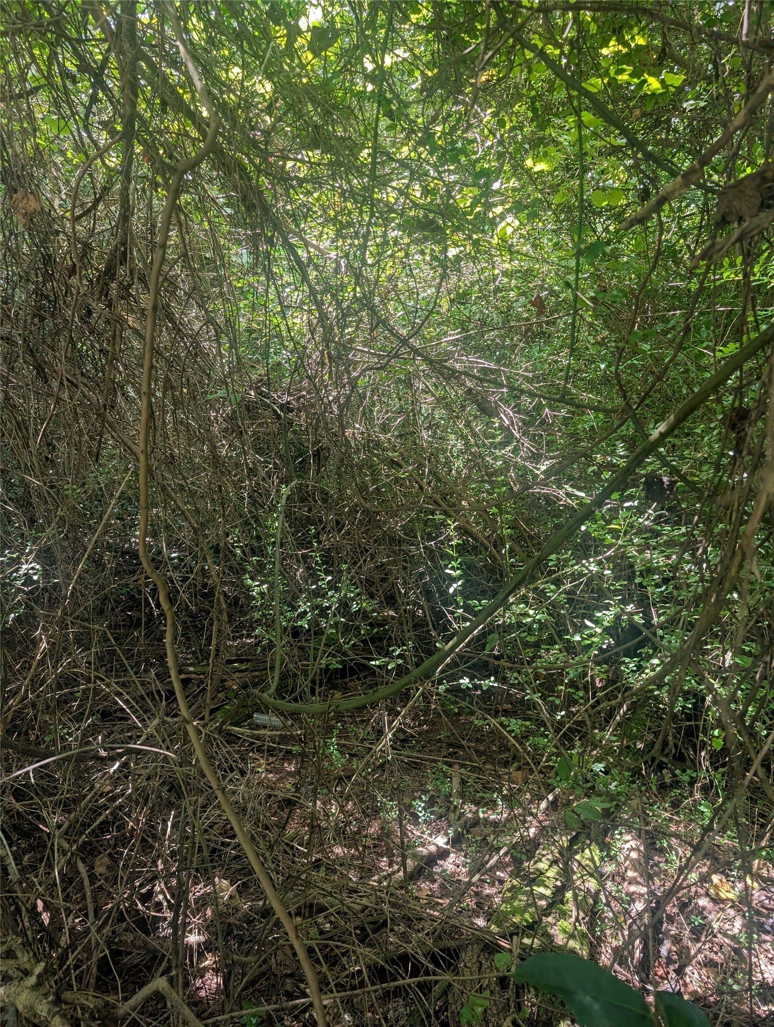 10.91 acres in Wood County - photo 3
