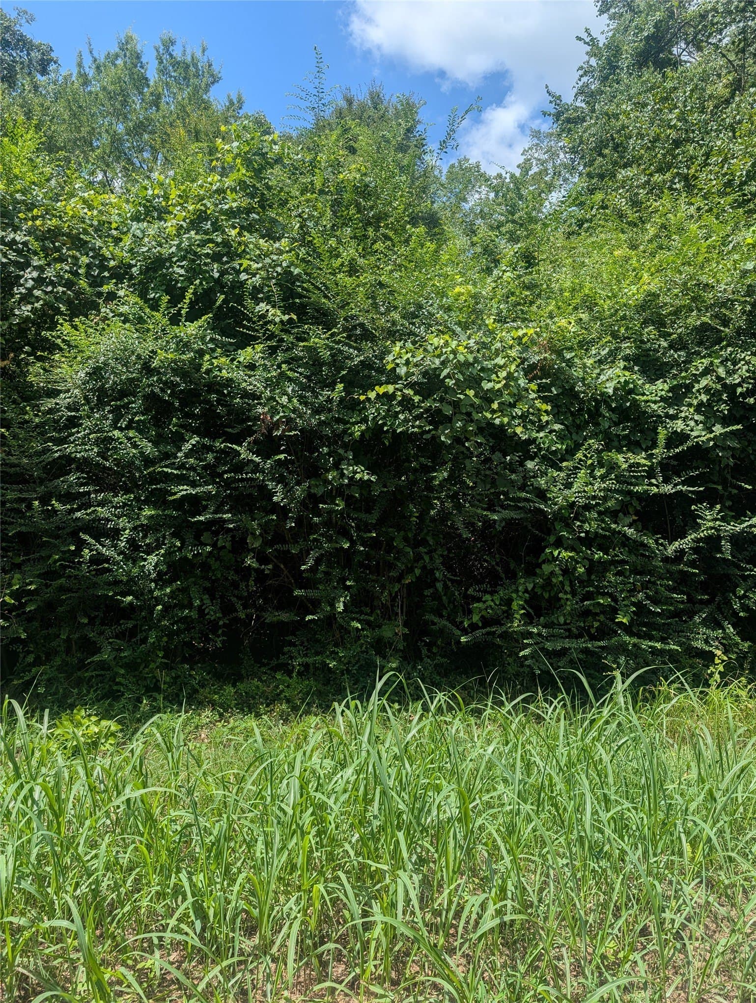 10.91 acres in Wood County - photo 4