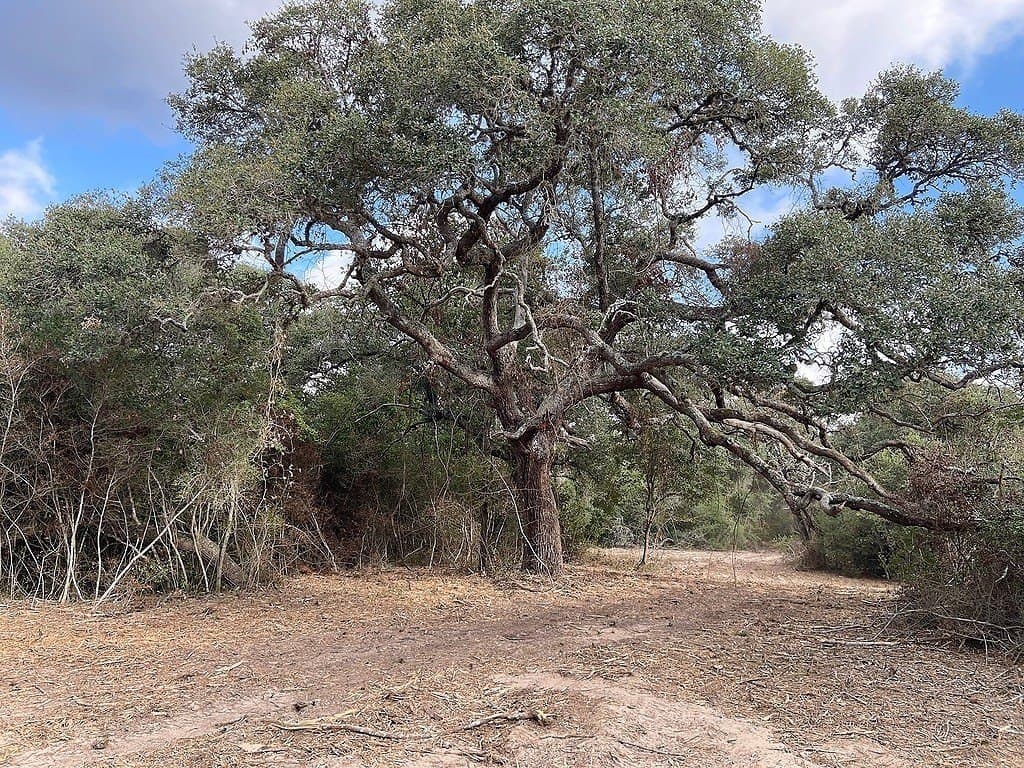 11 acres in Colorado County - photo 6