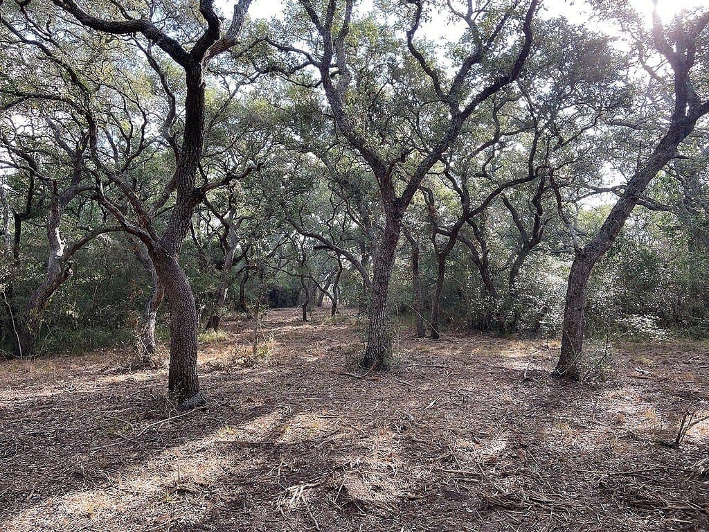 11 acres in Colorado County - photo 8