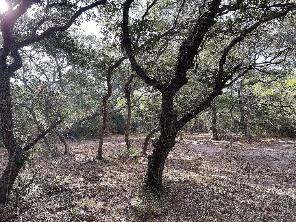 11 acres in Colorado County - photo 9