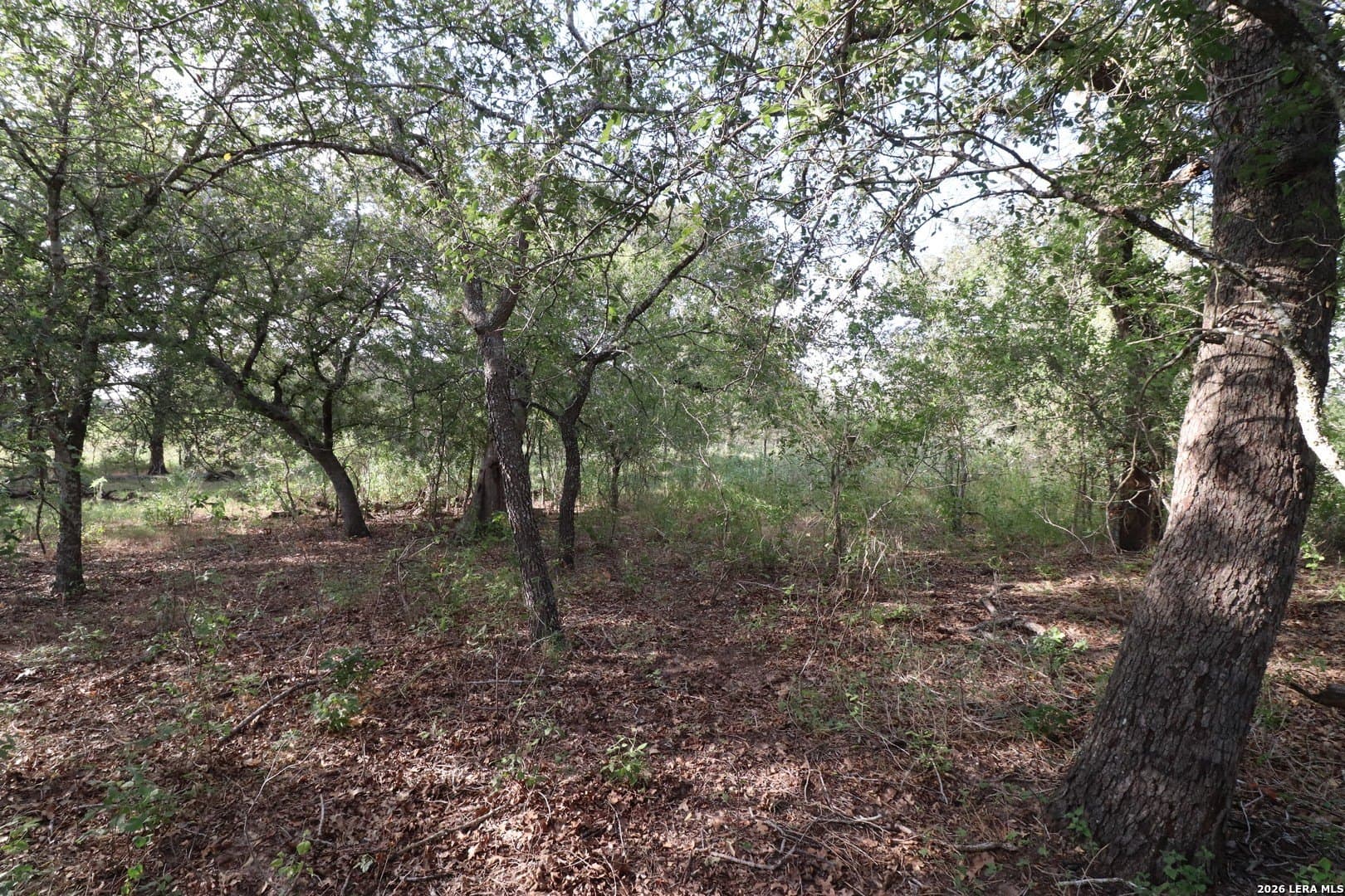 36 acres in Wilson County - photo 13