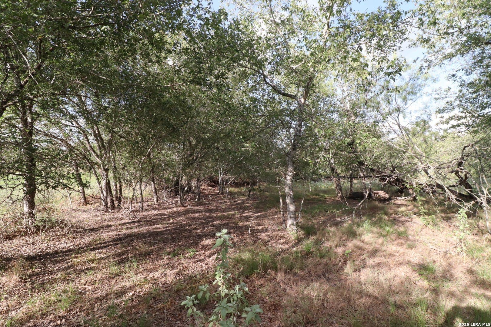 36 acres in Wilson County - photo 17
