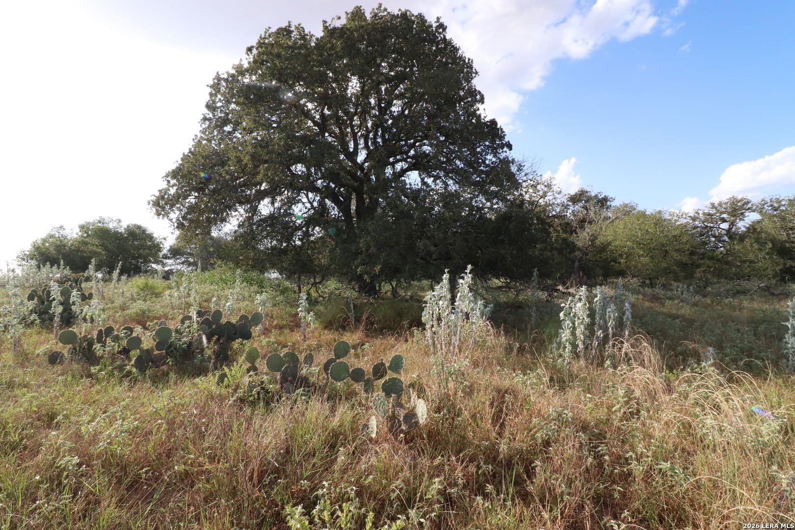 36 acres in Wilson County - photo 11