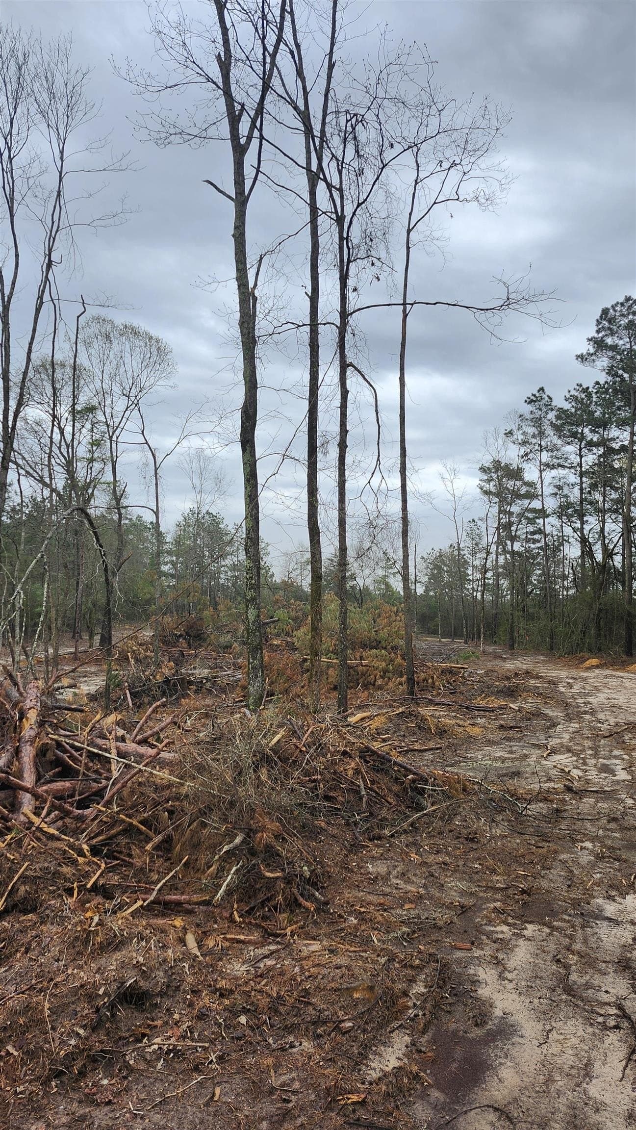 5.3 acres in Panola County gallery image 2