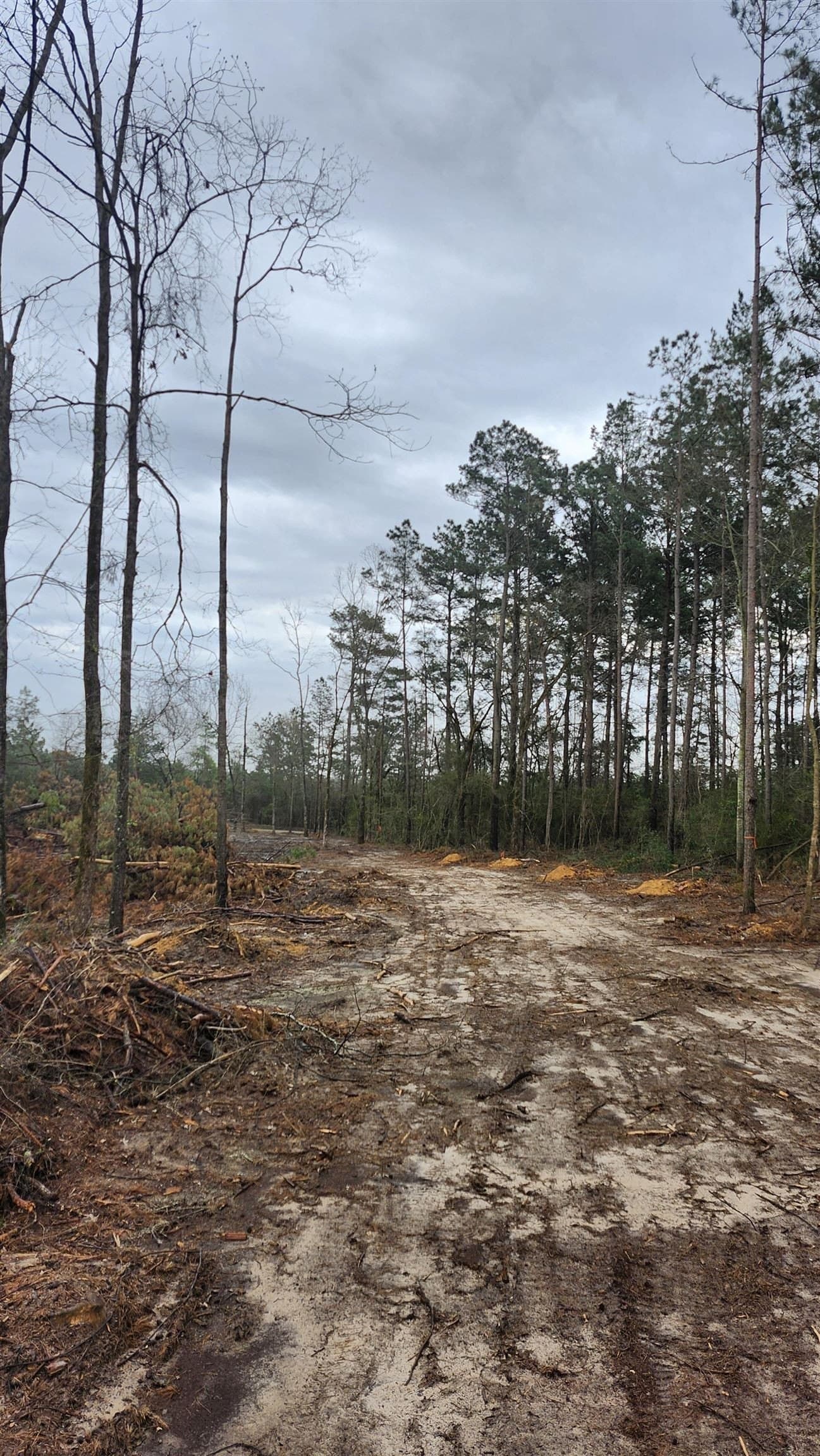 5.3 acres in Panola County gallery image 3