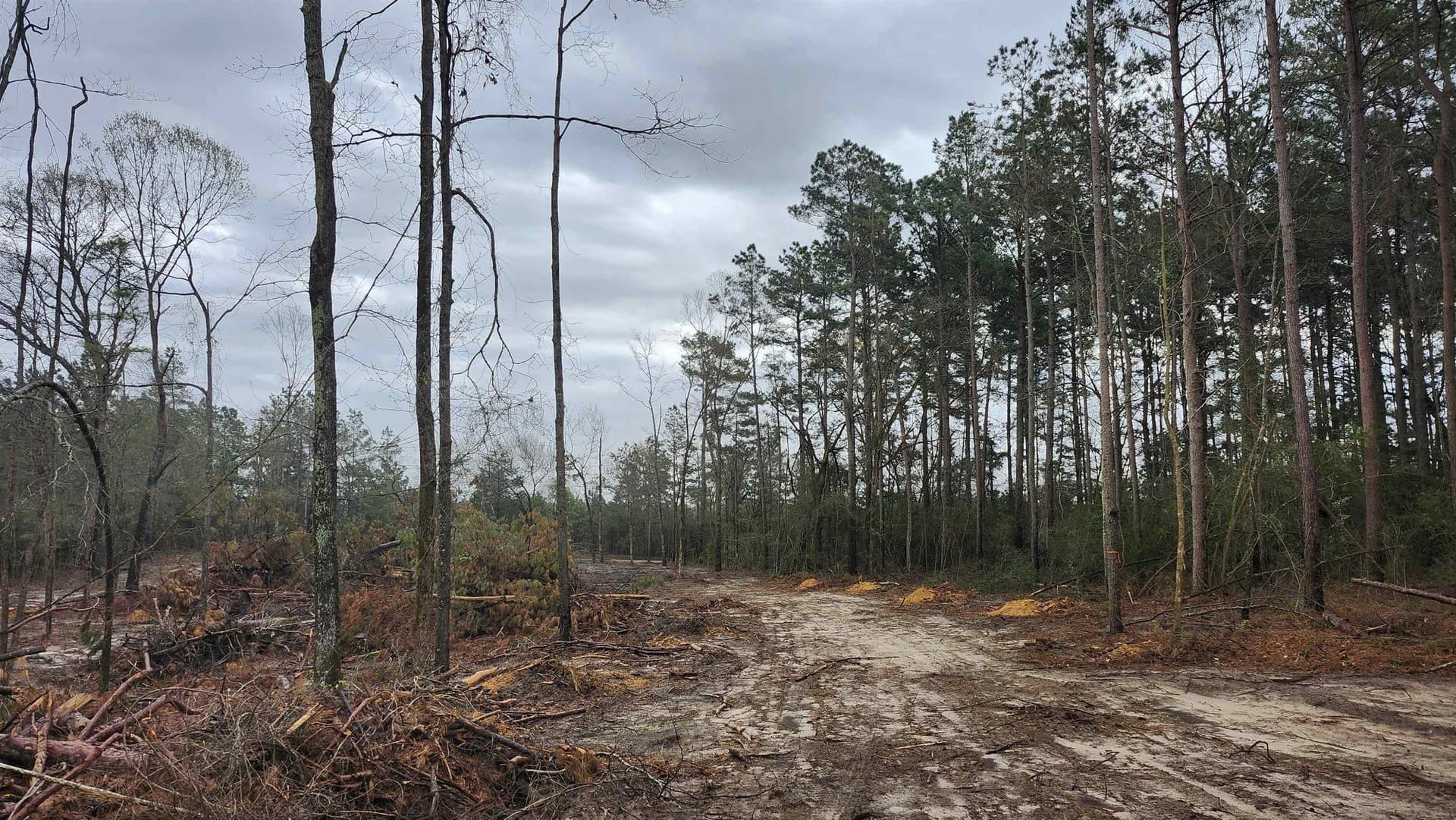 5.3 acres in Panola County featured view