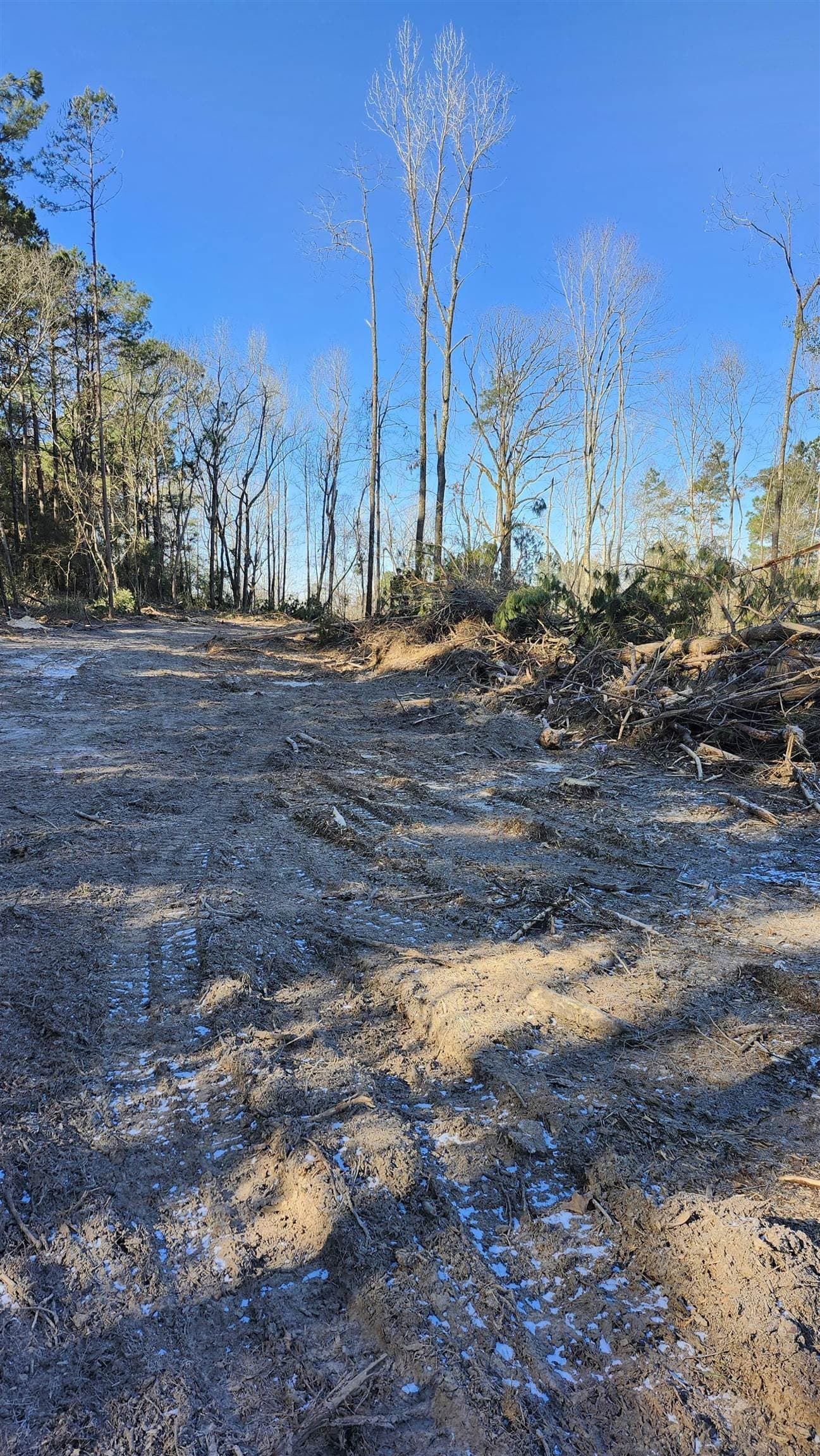 5.3 acres in Panola County gallery image 4