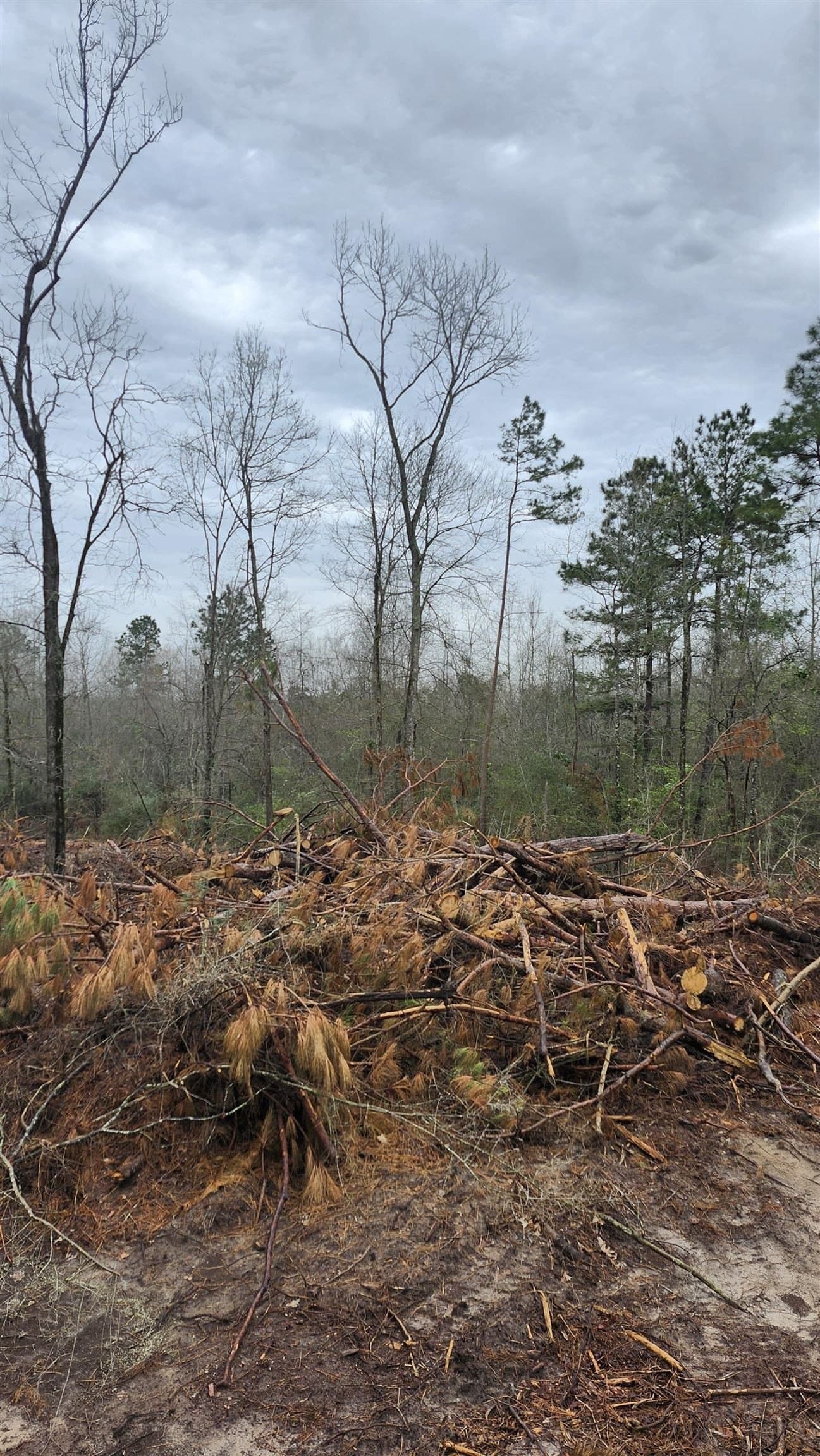 5.3 acres in Panola County - photo 8
