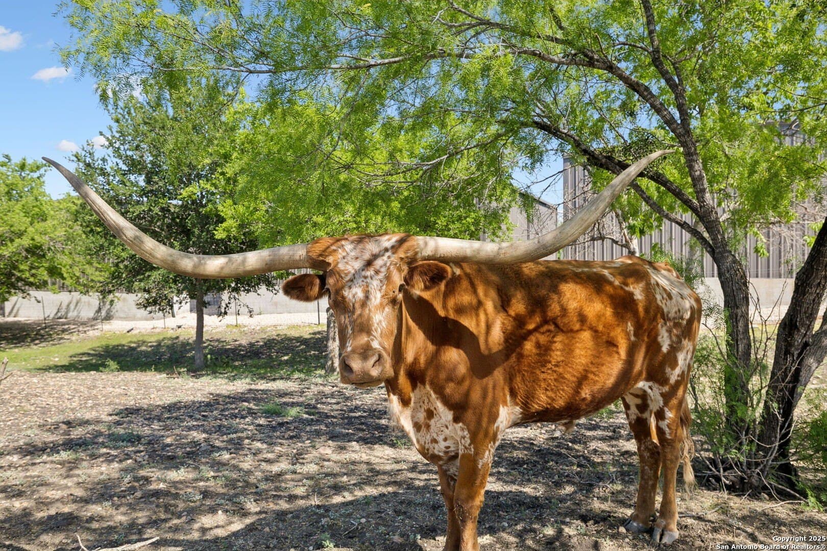 12.07 acres in Guadalupe County gallery image 3