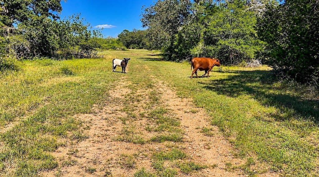 263.24 acres in Lavaca County - photo 10