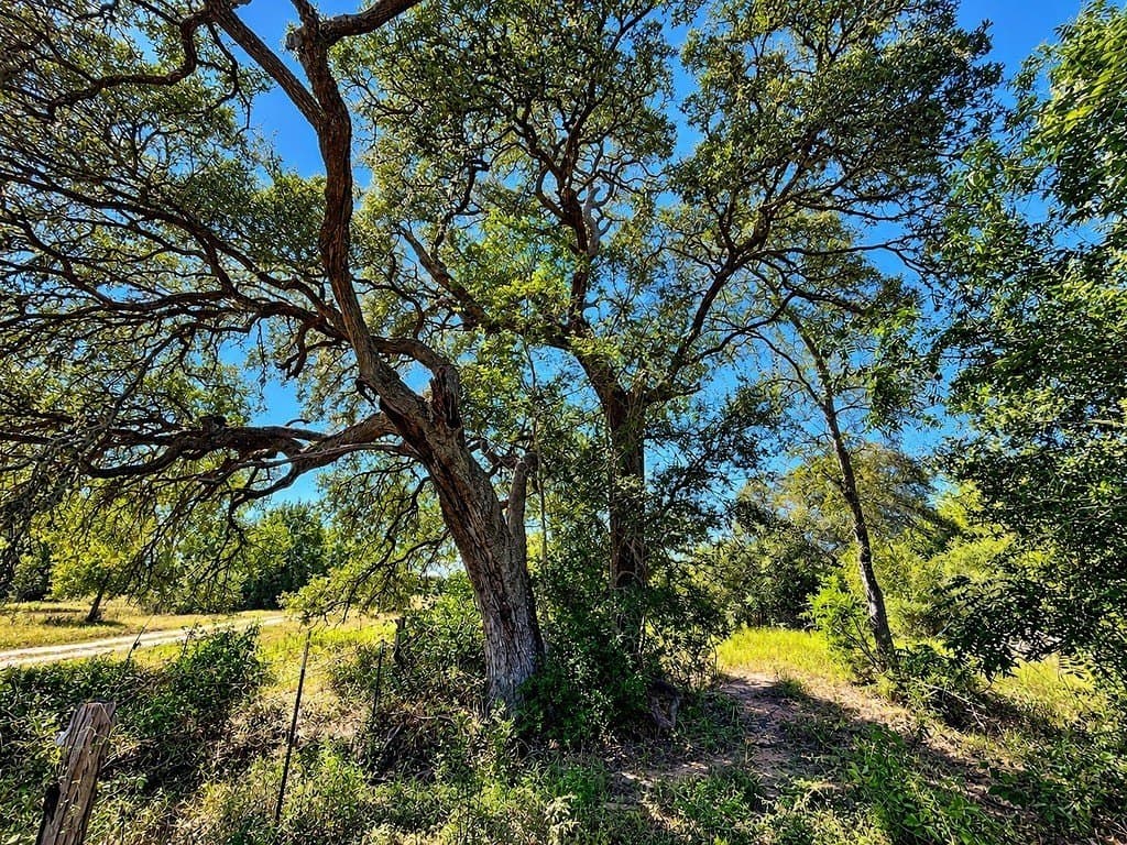 263.24 acres in Lavaca County - photo 9