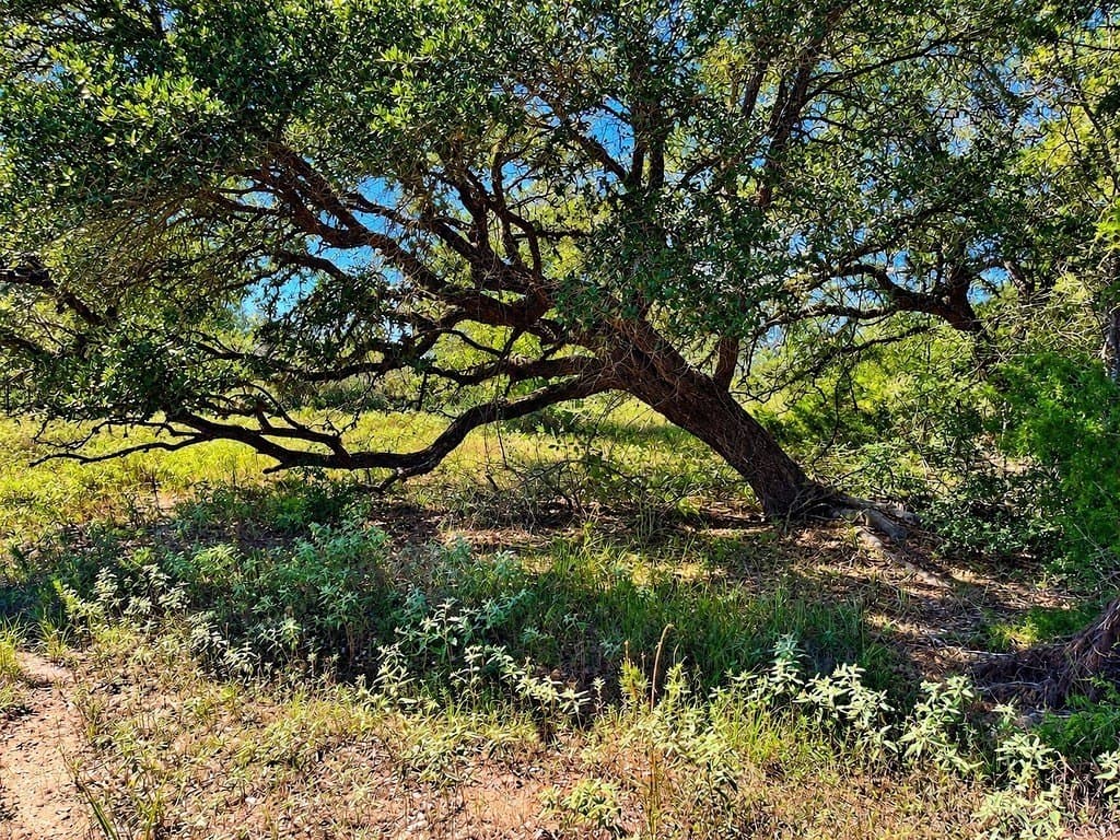 263.24 acres in Lavaca County - photo 4
