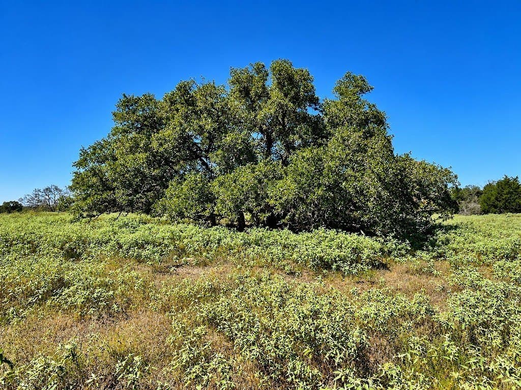 263.24 acres in Lavaca County - photo 8