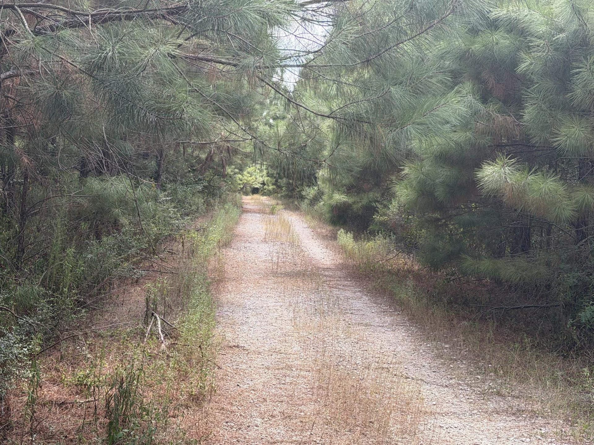 80 acres in Panola County - photo 10
