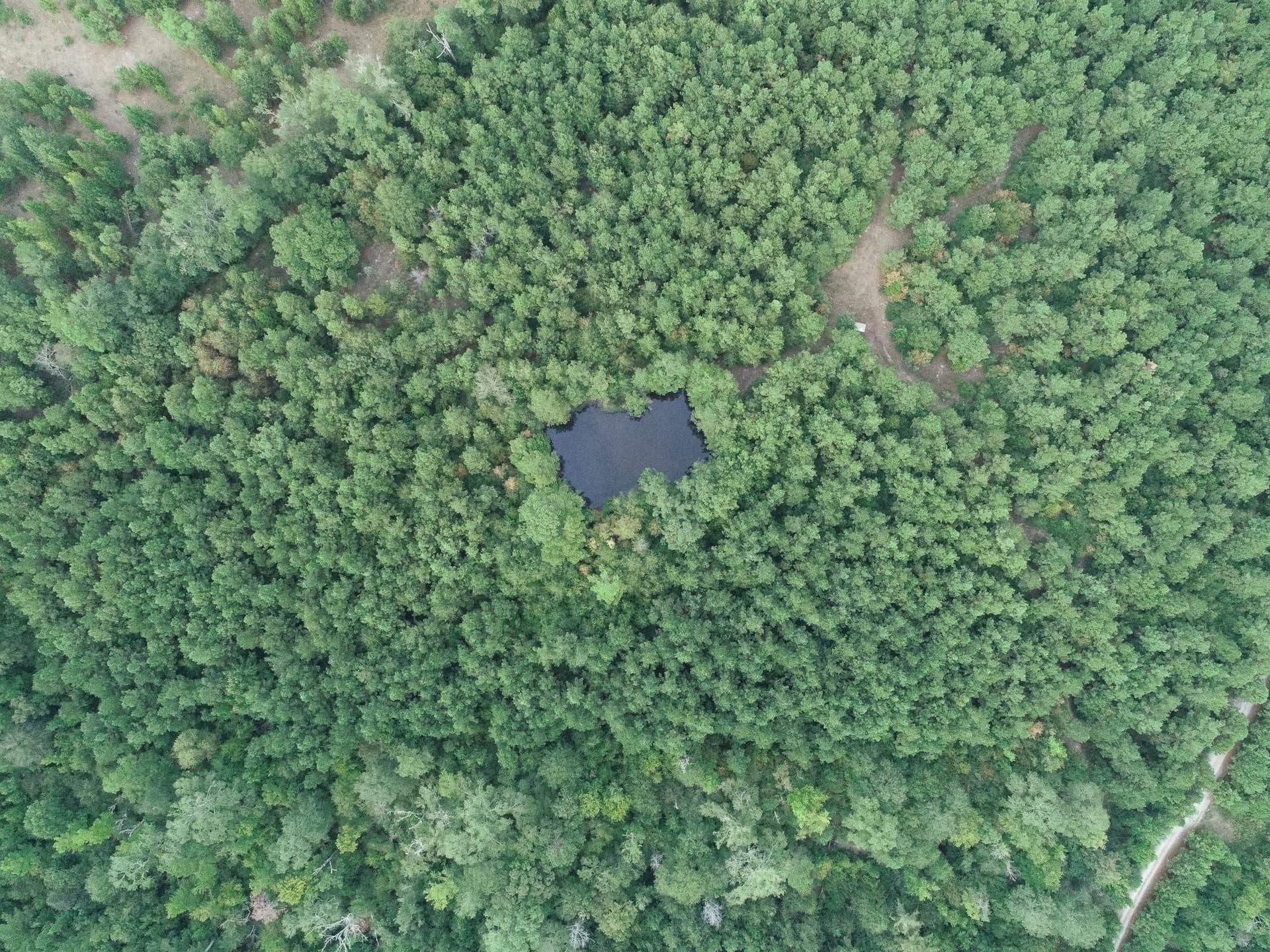 80 acres in Panola County - photo 7