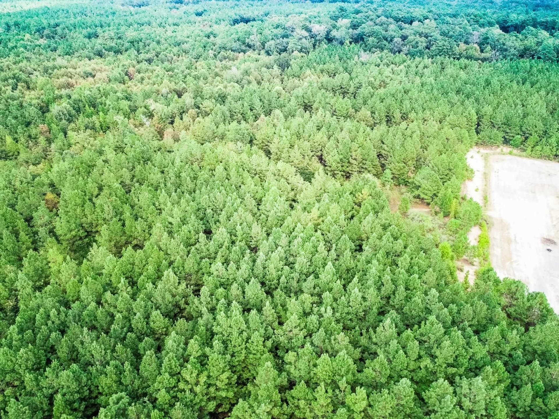 80 acres in Panola County - photo 9