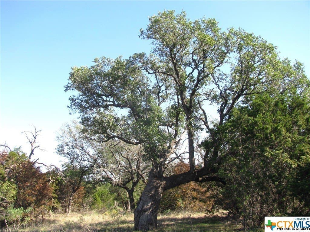 10.18 acres in Coryell County gallery image 4