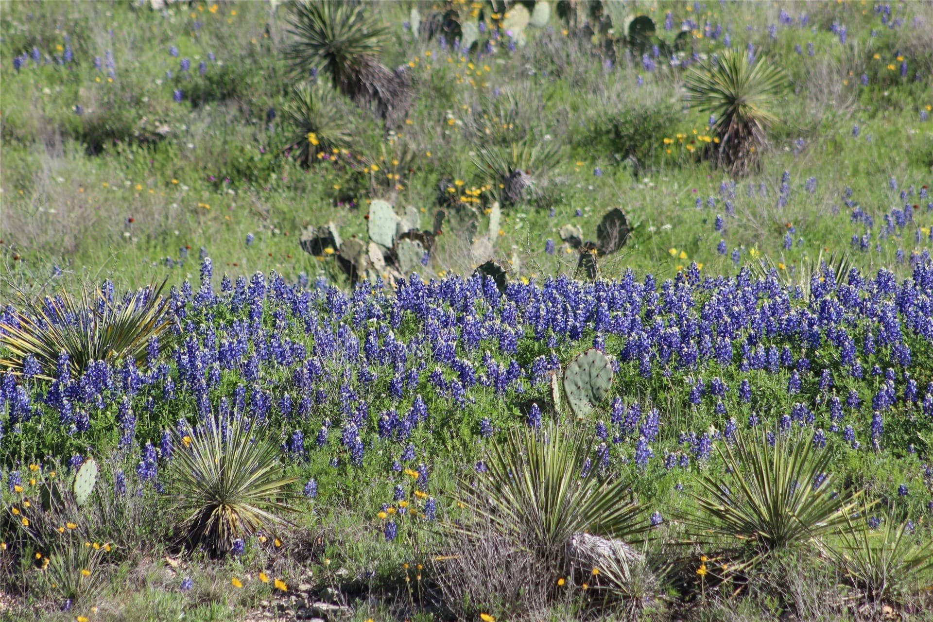 125 acres in McCulloch County - photo 24