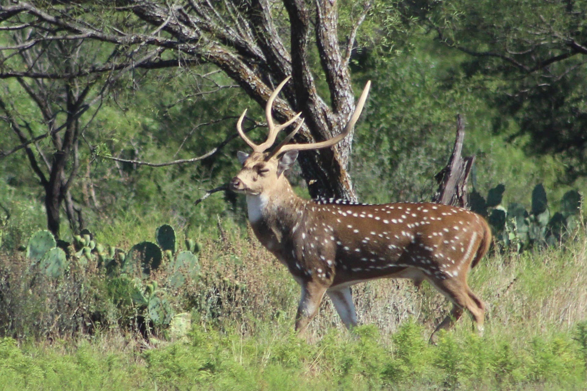 125 acres in McCulloch County - photo 23