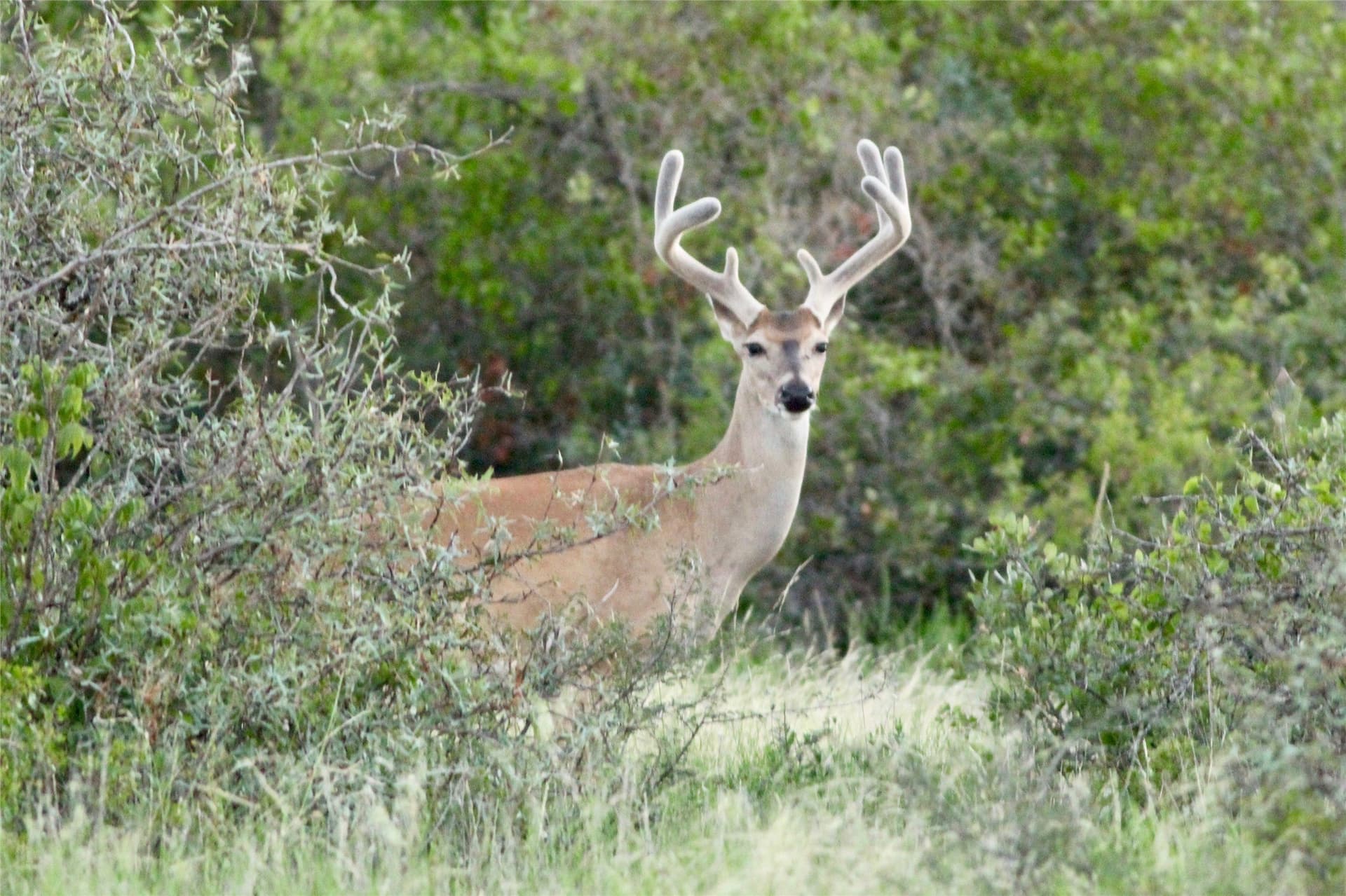 125 acres in McCulloch County - photo 19
