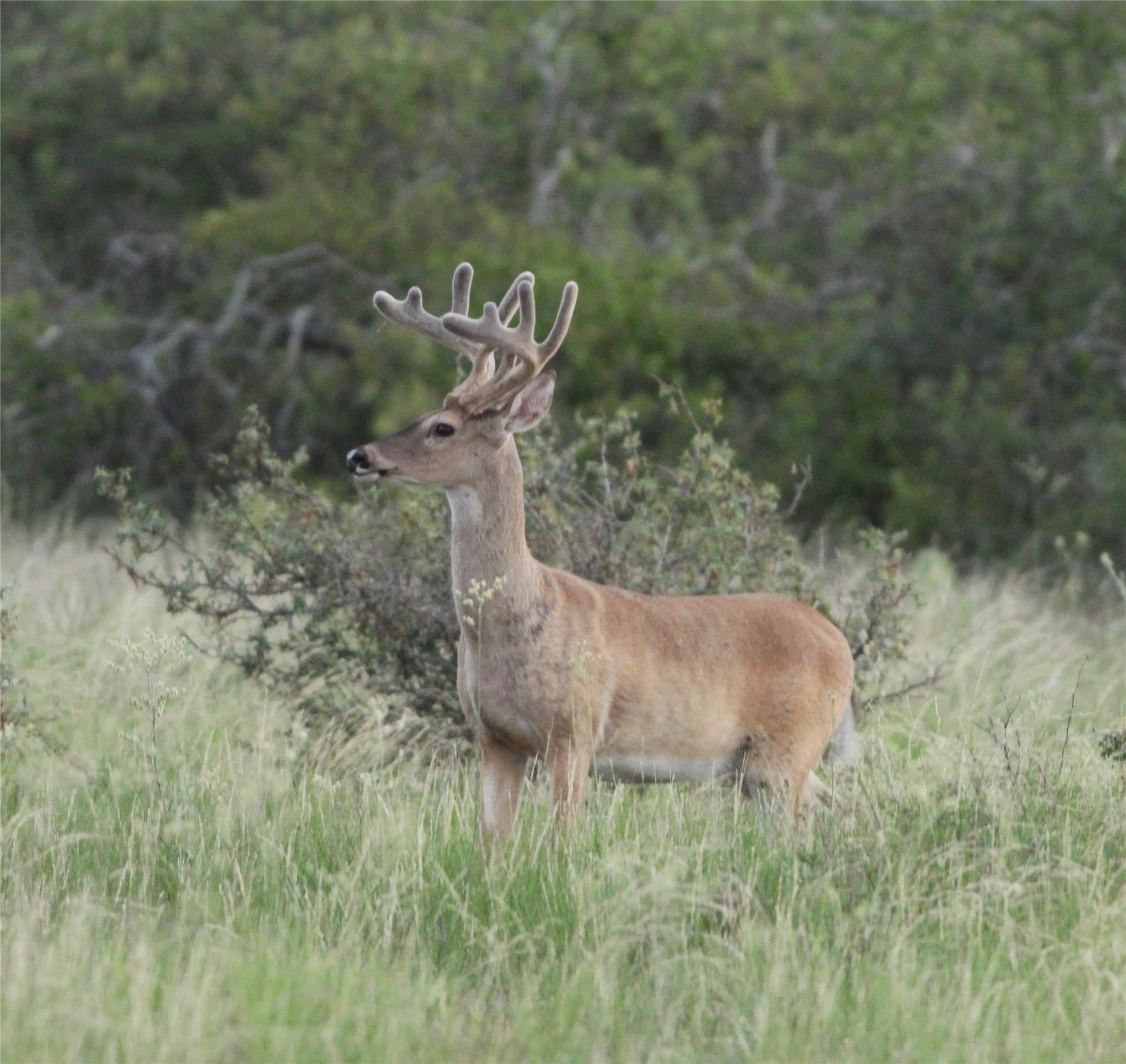 125 acres in McCulloch County - photo 20