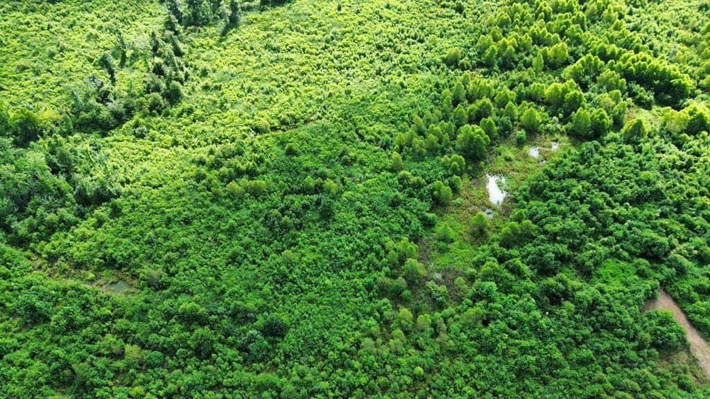52.83 acres in Texas County featured view