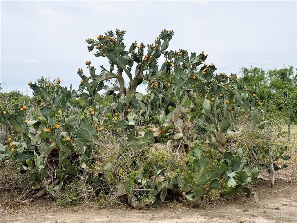 10 acres in Hidalgo County gallery image 4