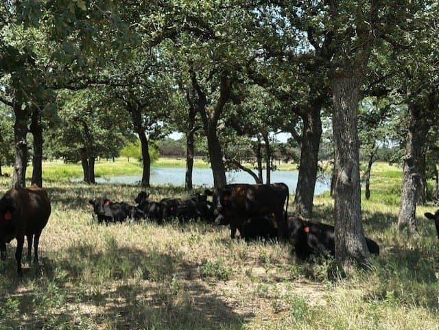 311.74 acres in Hood County - photo 4