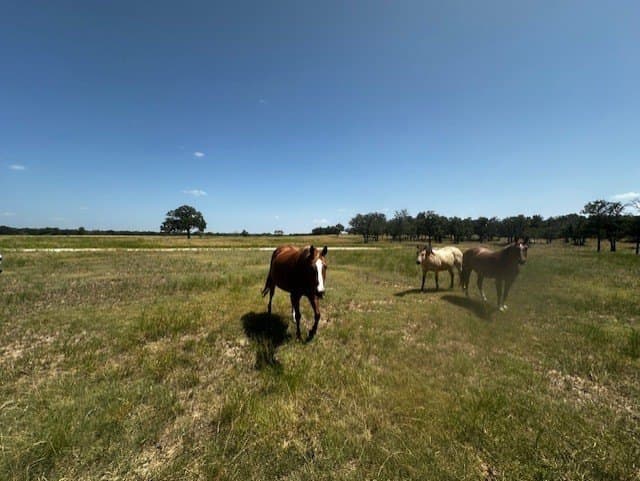 311.74 acres in Hood County - photo 9