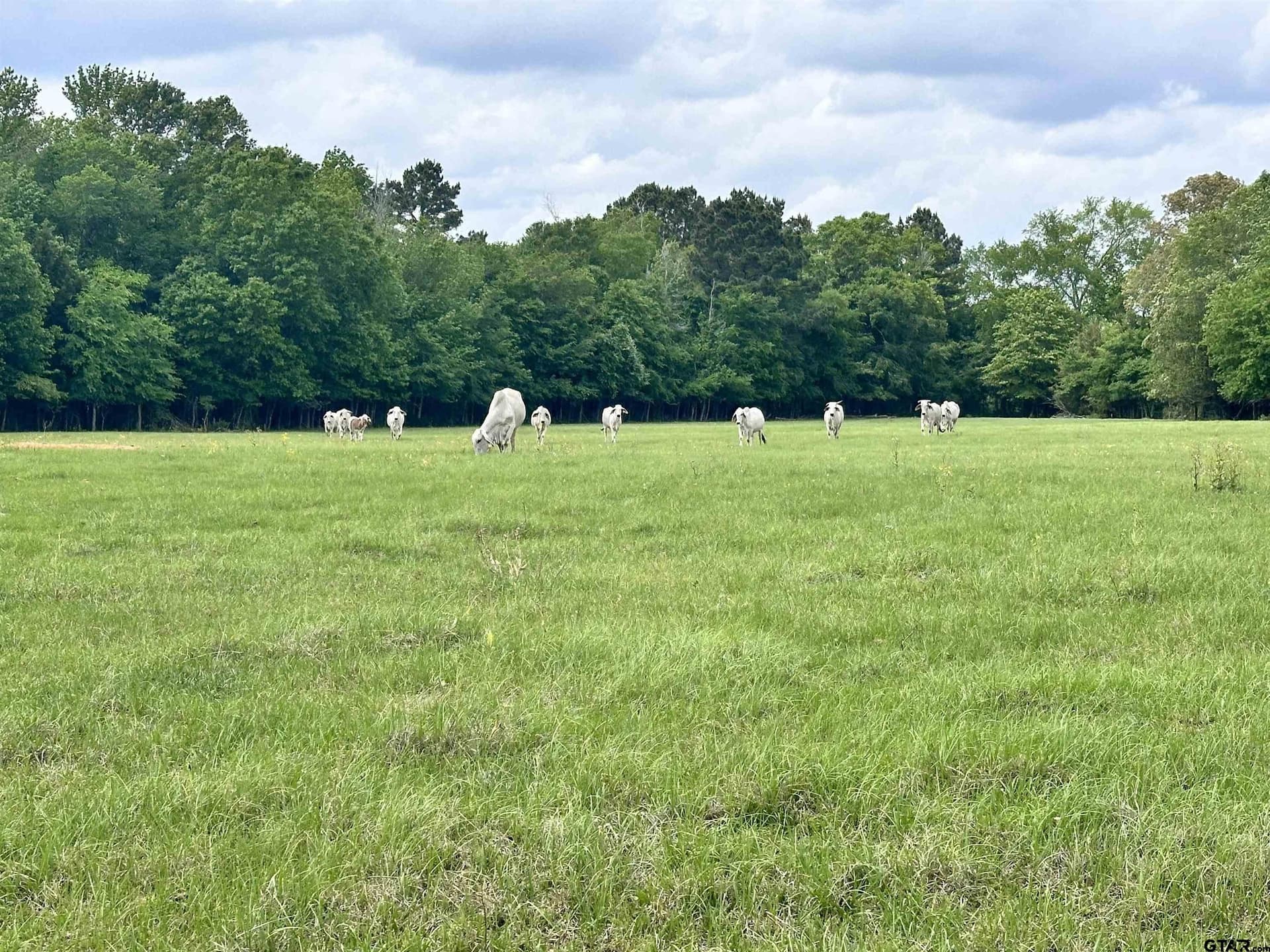32.55 acres in Anderson County - photo 22