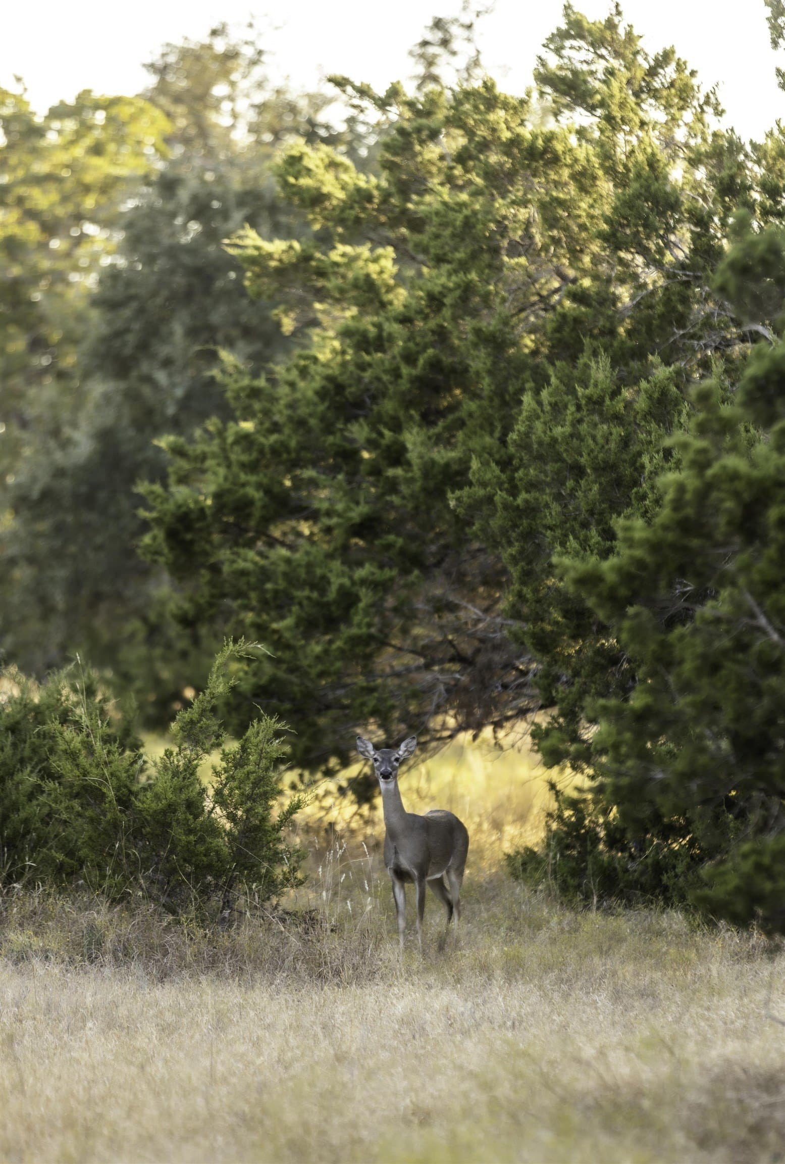 18 acres in Gillespie County featured view