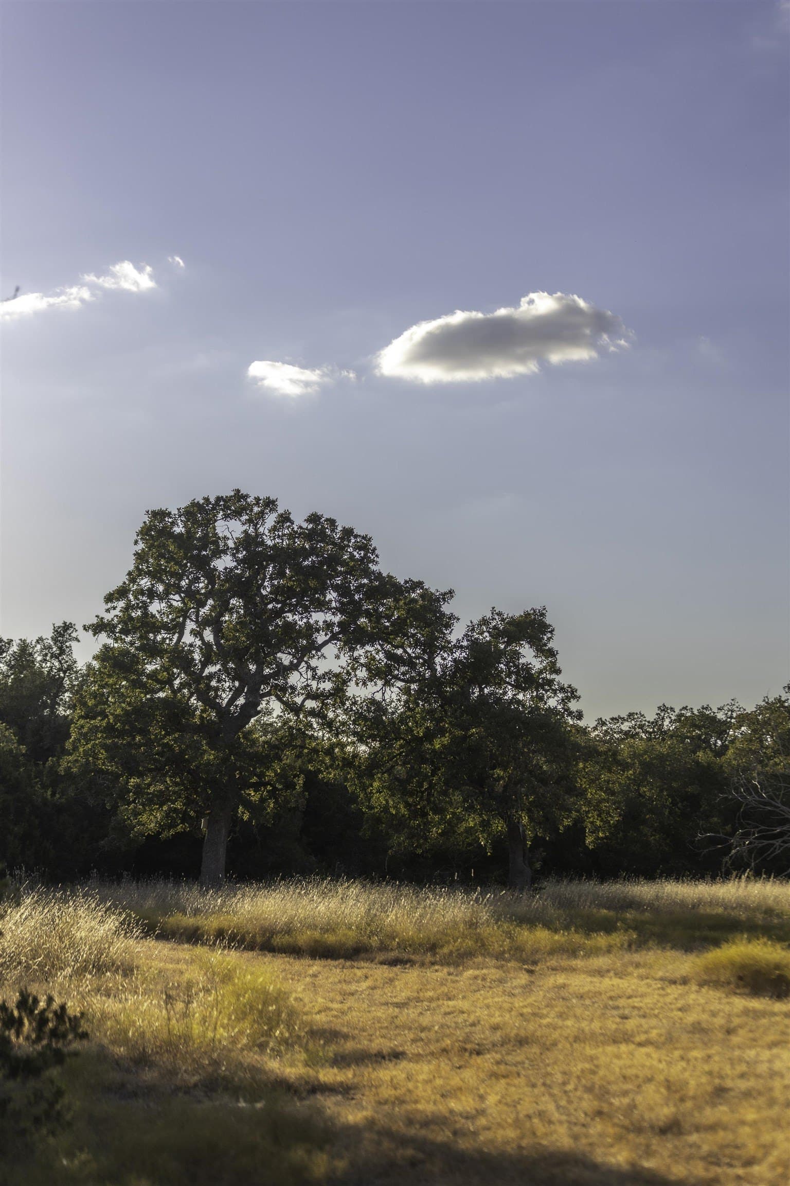 18 acres in Gillespie County gallery image 4