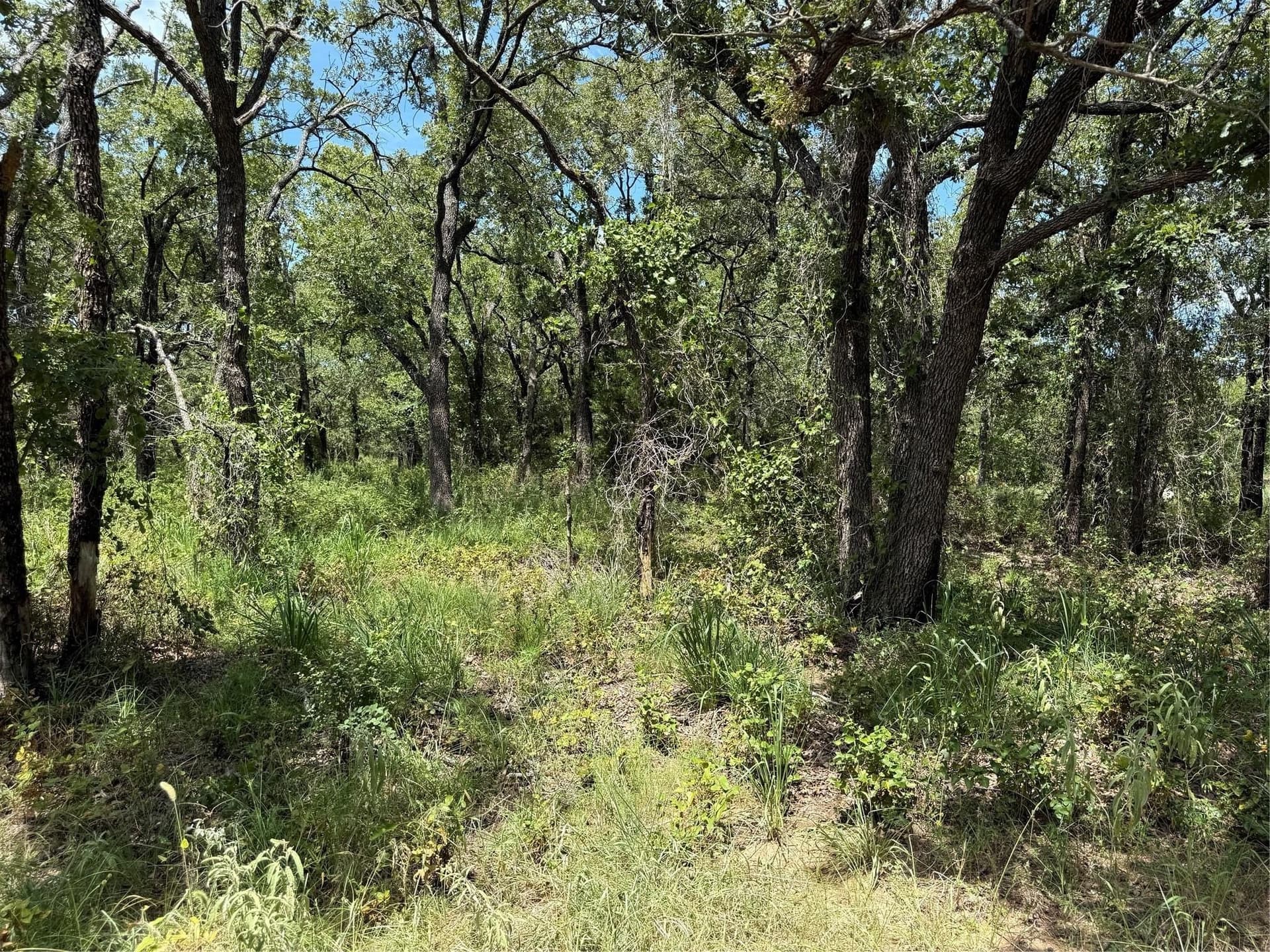 22.5 acres in Montague County - photo 8