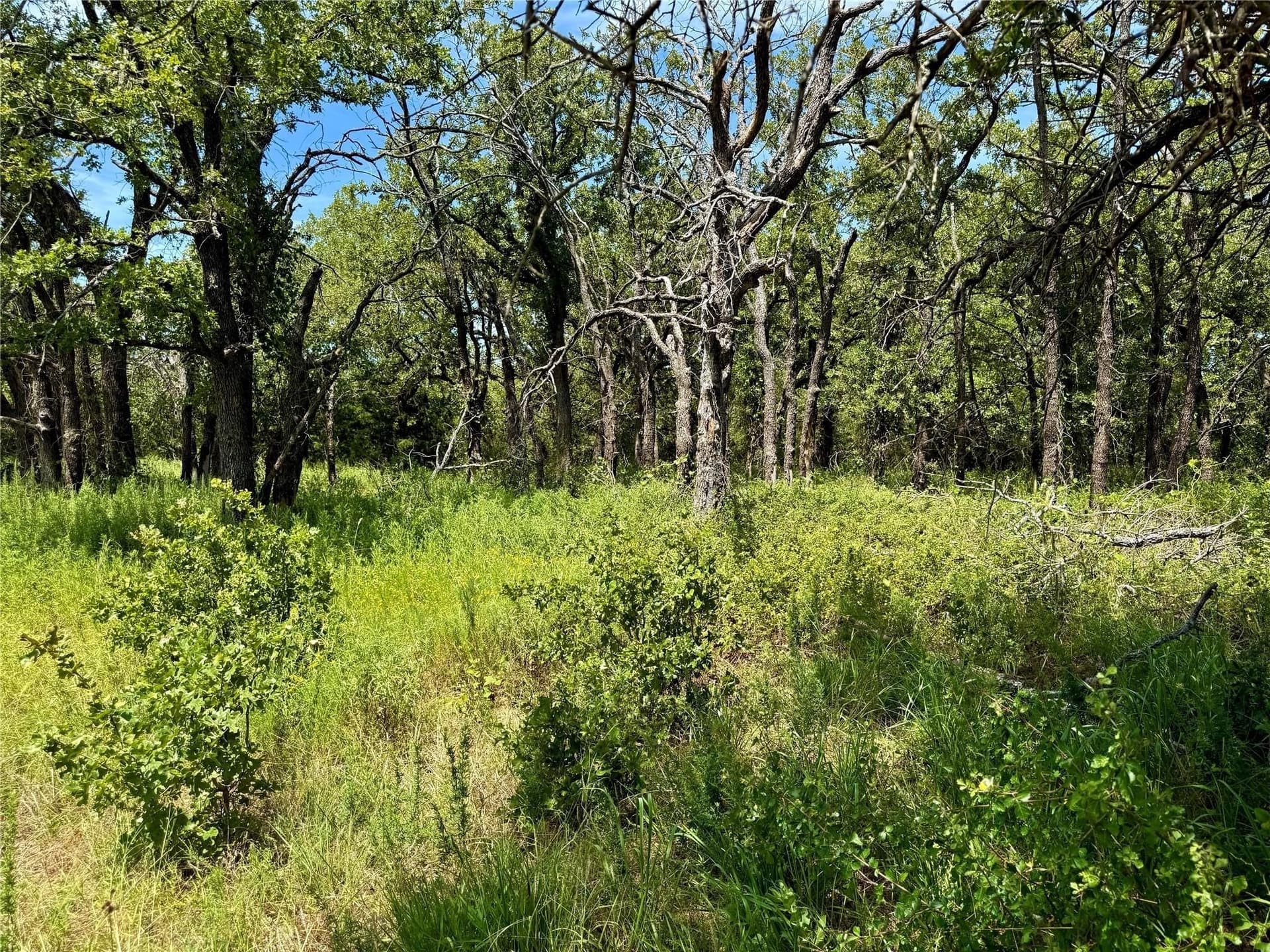 22.5 acres in Montague County - photo 9