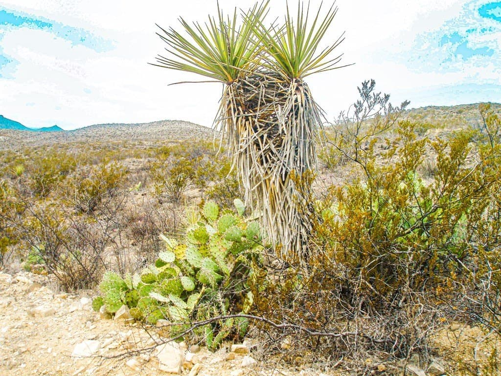 21 acres in Brewster County featured view