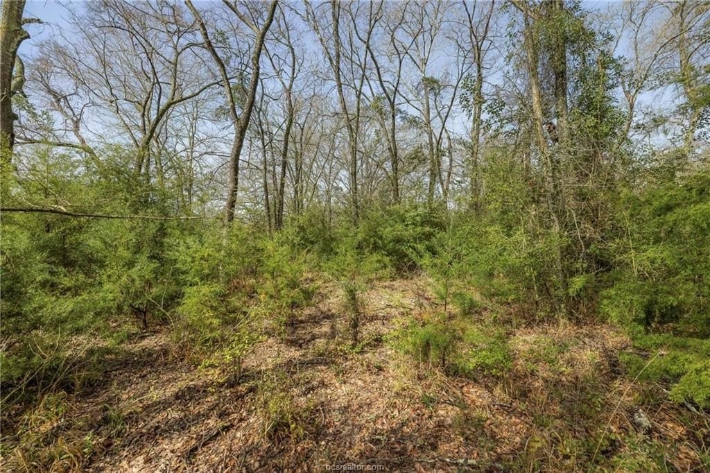 8 acres in Leon County gallery image 4