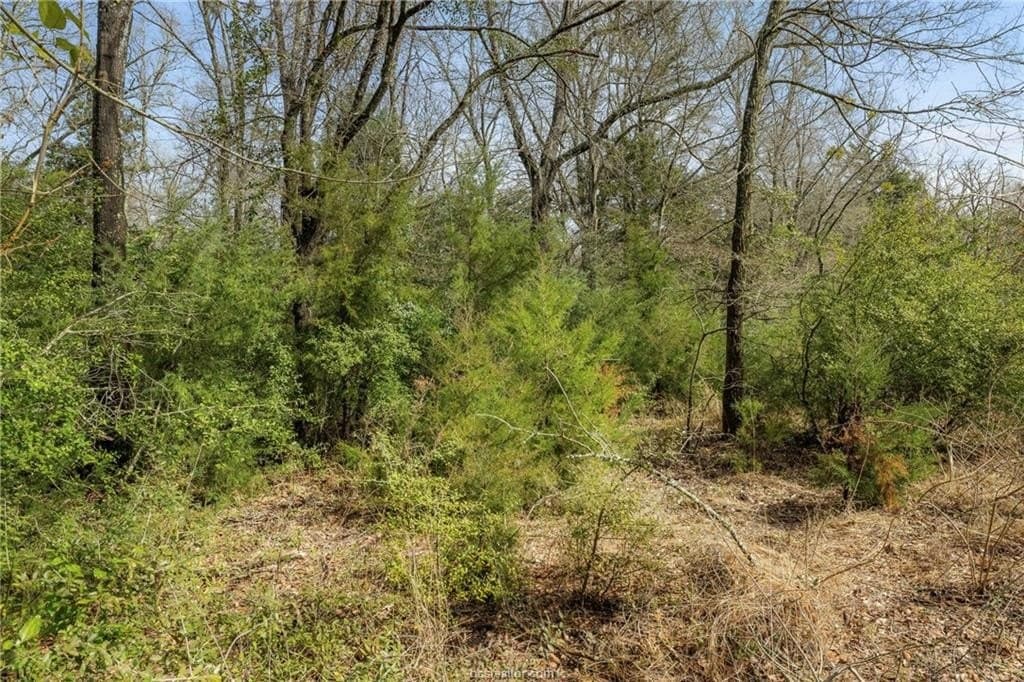 8 acres in Leon County gallery image 3