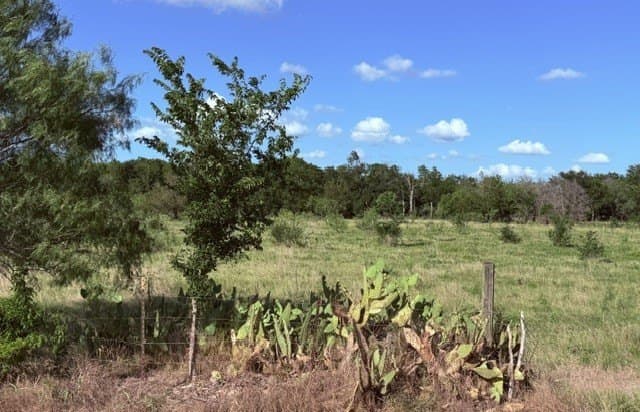 13.17 acres in Navarro County featured view