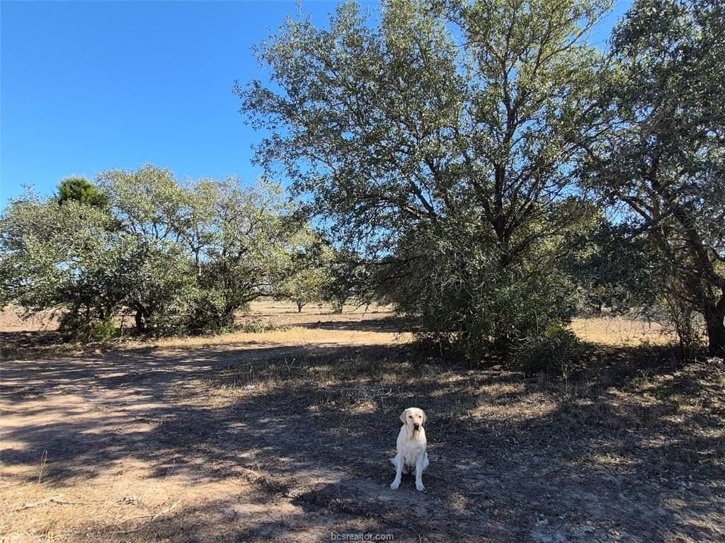 1 acres in Brazos County gallery image 4
