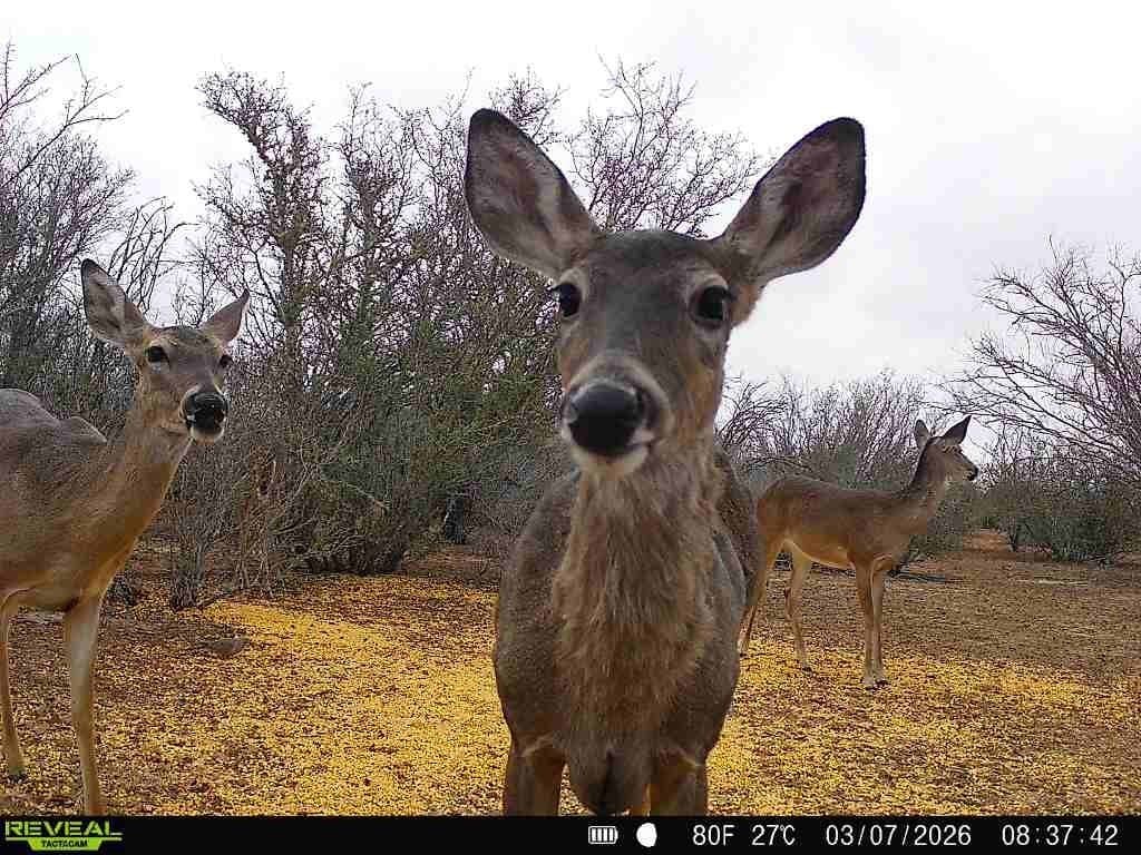 40.48 acres in Duval County gallery image 3