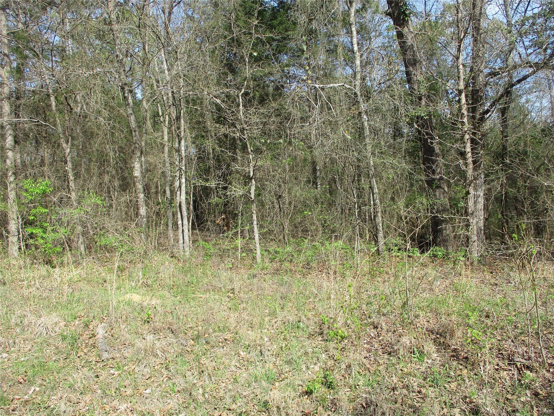 6.1 acres in Wood County gallery image 2