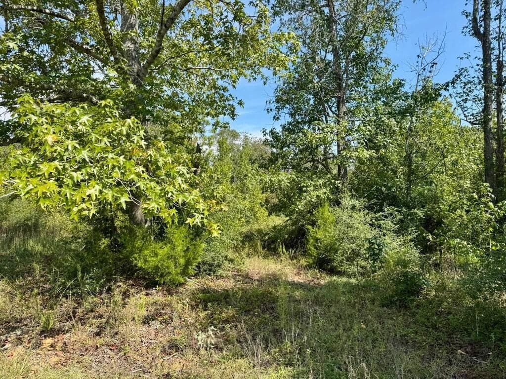11 acres in Texas County - photo 4